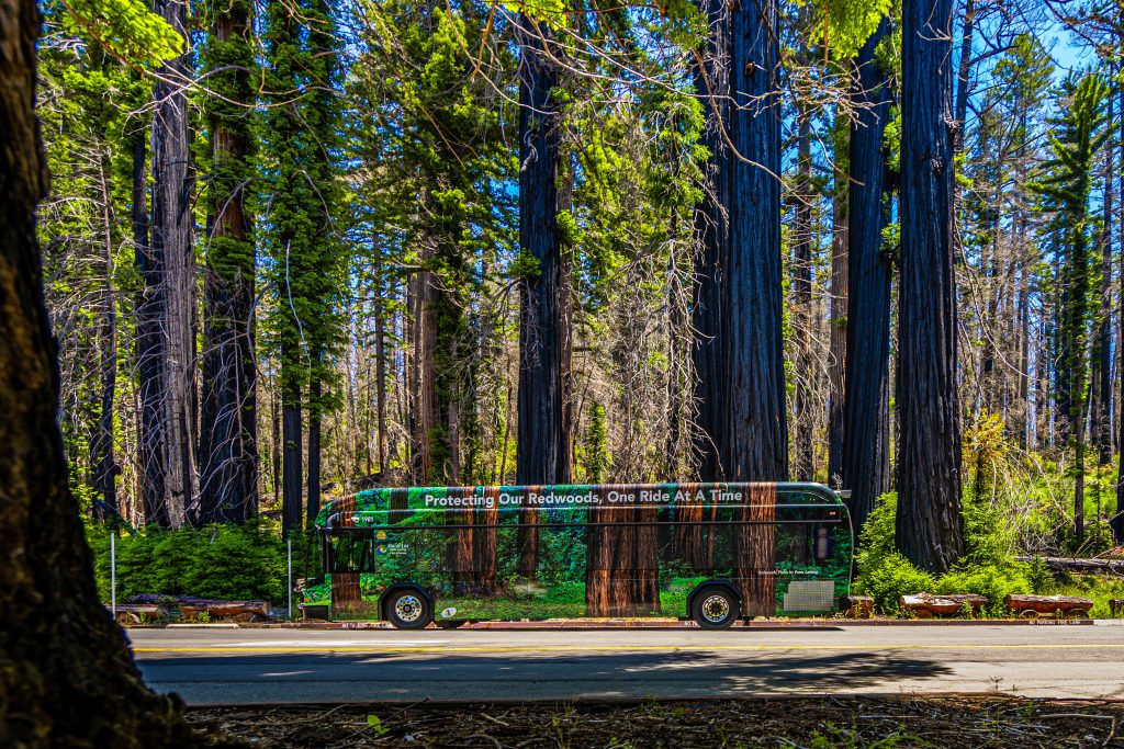 Redwood ORAT bus parked in front of Redwoods